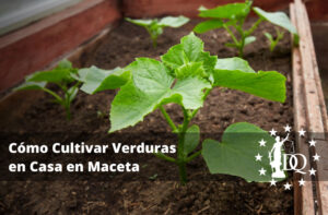 Cómo Cultivar Verduras en Casa en Maceta