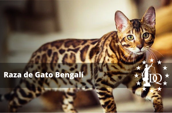 Raza de Gato Bengalí Características